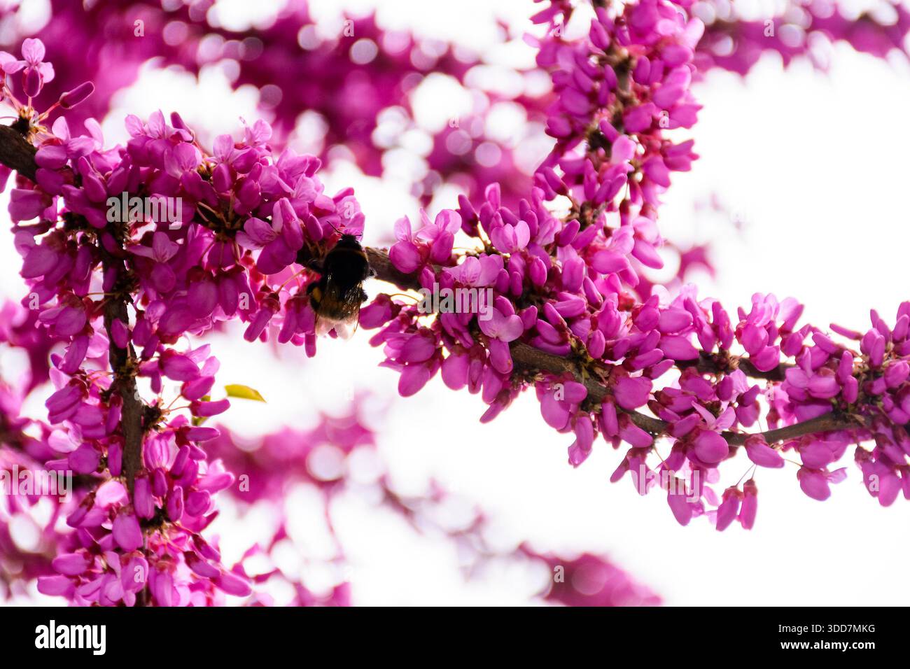cercis siliquastrum branches in purple blossom. judas tree also called redbud. beautiful spring nature with pink flowers in urban park of uzhhorod. ba Stock Photo