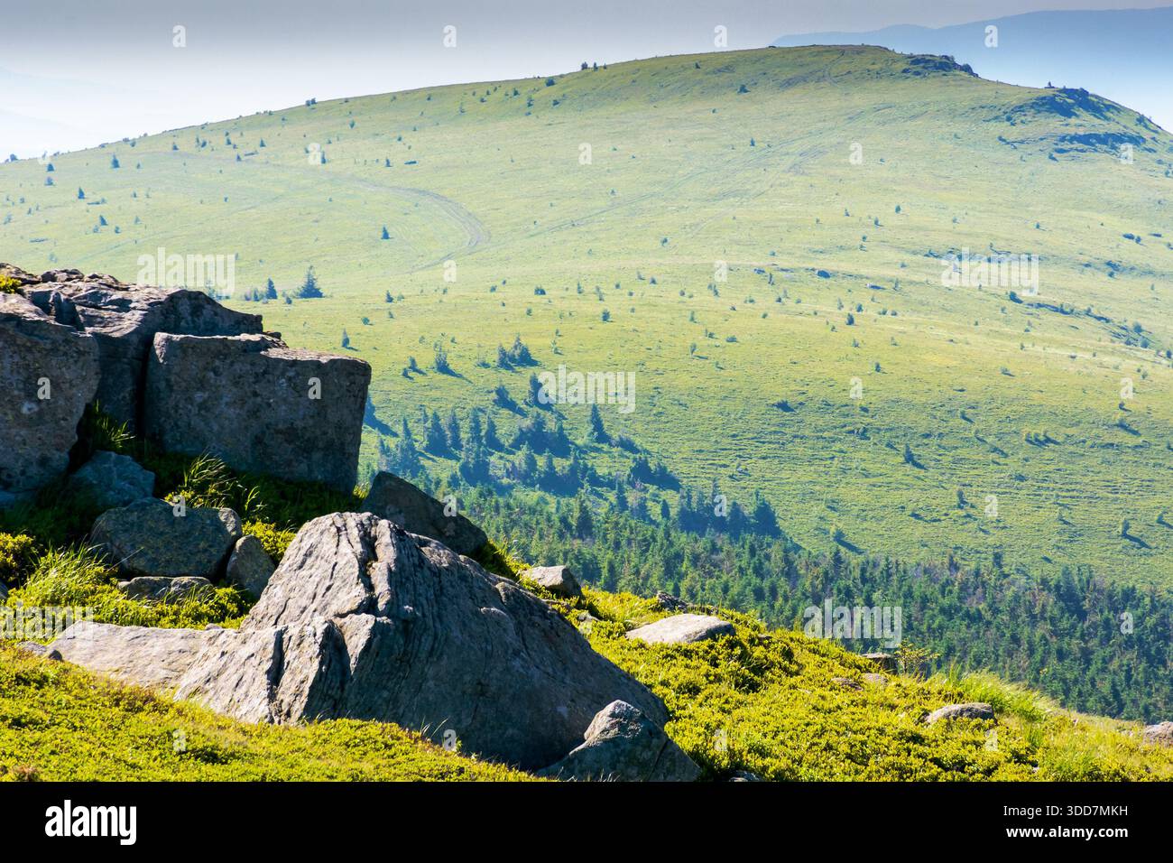 green alpine meadows in carpathian mountains of ukraine in summer. stones on grassy hills. popular travel destination for photo on a sunny morning. be Stock Photo