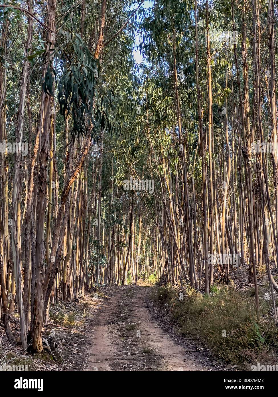 Track through dense eucalyptus hi-res stock photography and images - Alamy