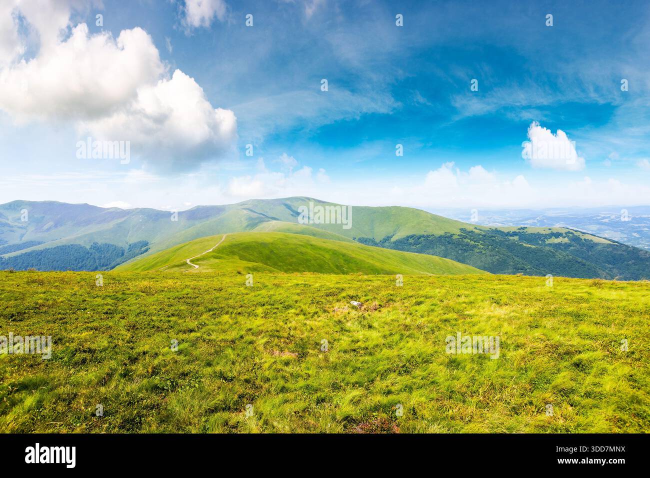 alpine meadows in carpathian mountains of ukraine in summer. beautiful view of rolling hills with lush green grass under blue sky on a sunny day. trav Stock Photo