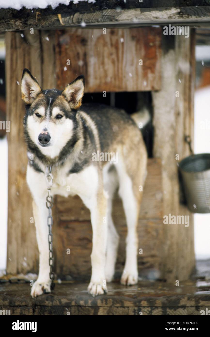 Sled dog in its house hi-res stock photography and images - Alamy