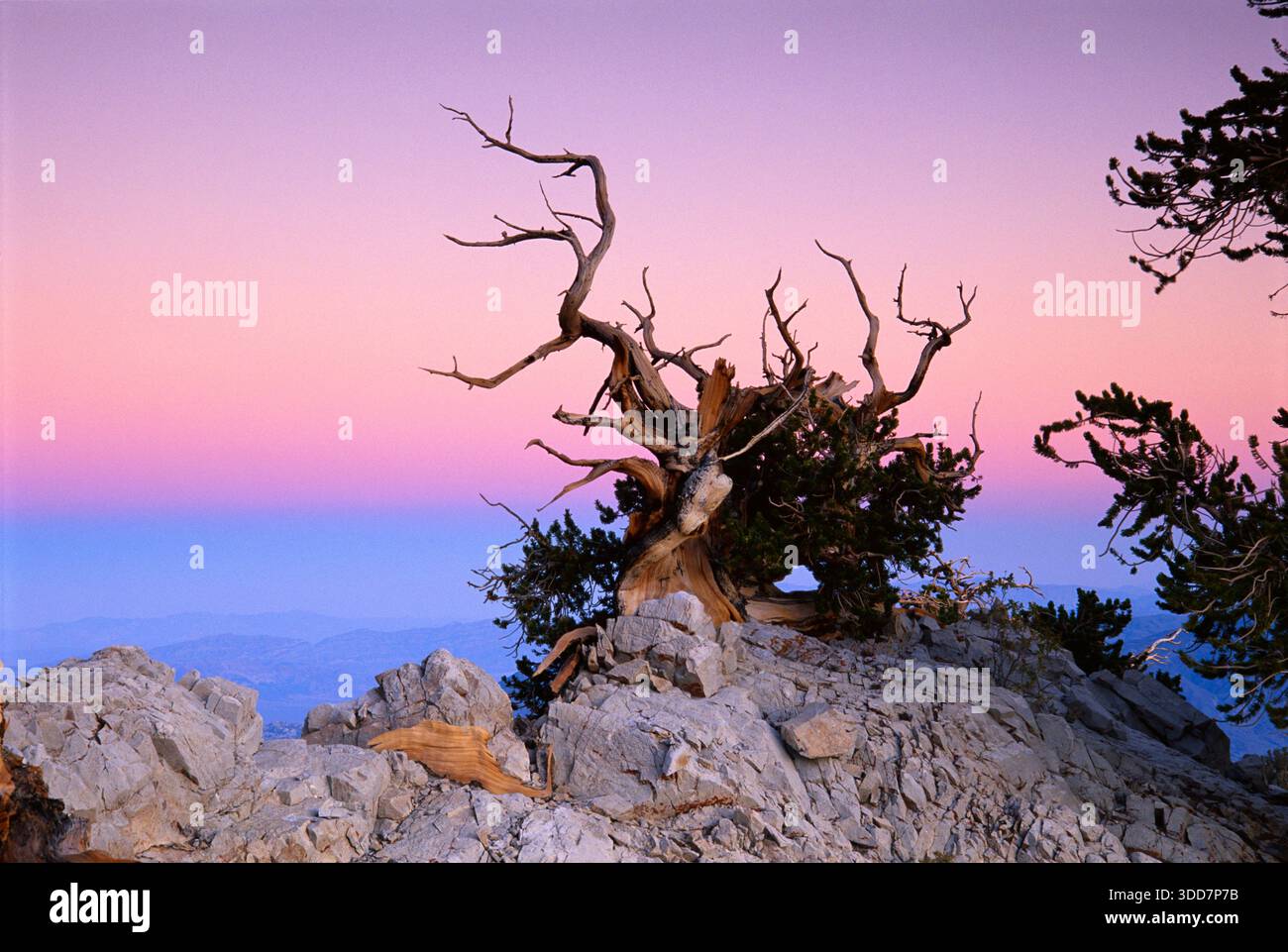 Bristle cone pine tree ancient hi-res stock photography and images - Alamy
