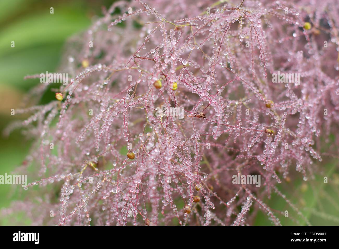 Macro view of cotinus coggygria or smoke bush flower plume covered with tiny rain droplets. Soft texture, natural colors, and delicate botanical detai Stock Photo