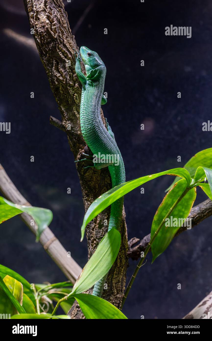 The Green keel-bellied lizard (Gastropholis prasina) is a