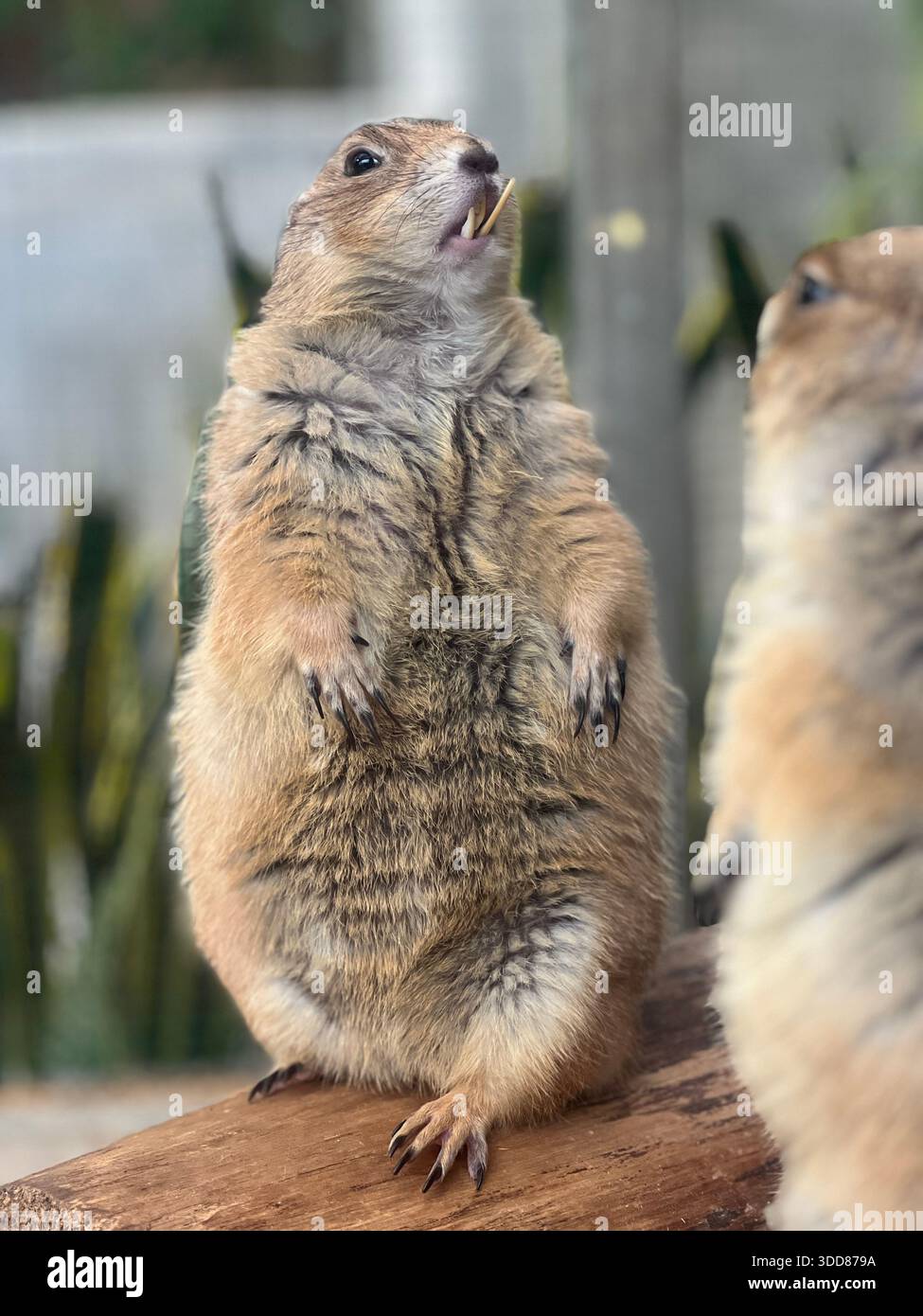 A prairie dog standing upright on a wooden surface in a natural outdoor environment, captured in a highly detailed and realistic style. - Smartphone Captured Stock Image