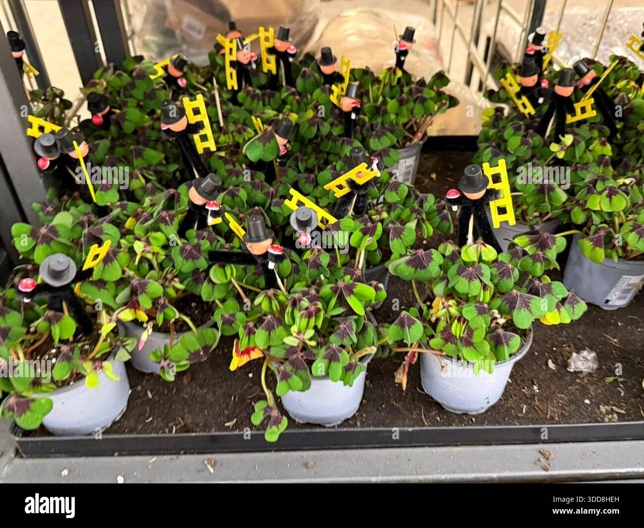 apfelbaum zimmerpflanze Essbares Sonnen-Set main image 0
