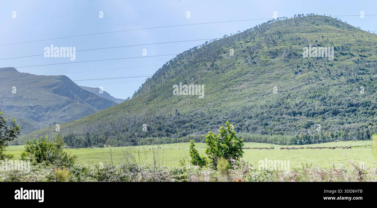 landscape with large cow herd in green fields below forested hills, shot in bright late spring light near Sandriff, Eastern Cape, South Africa Stock Photo