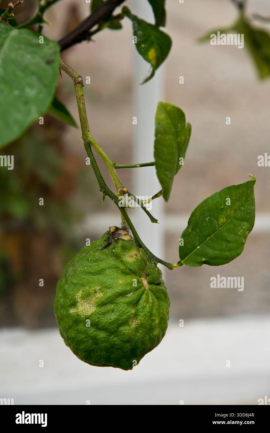 citrus medica Citron Stock Photo