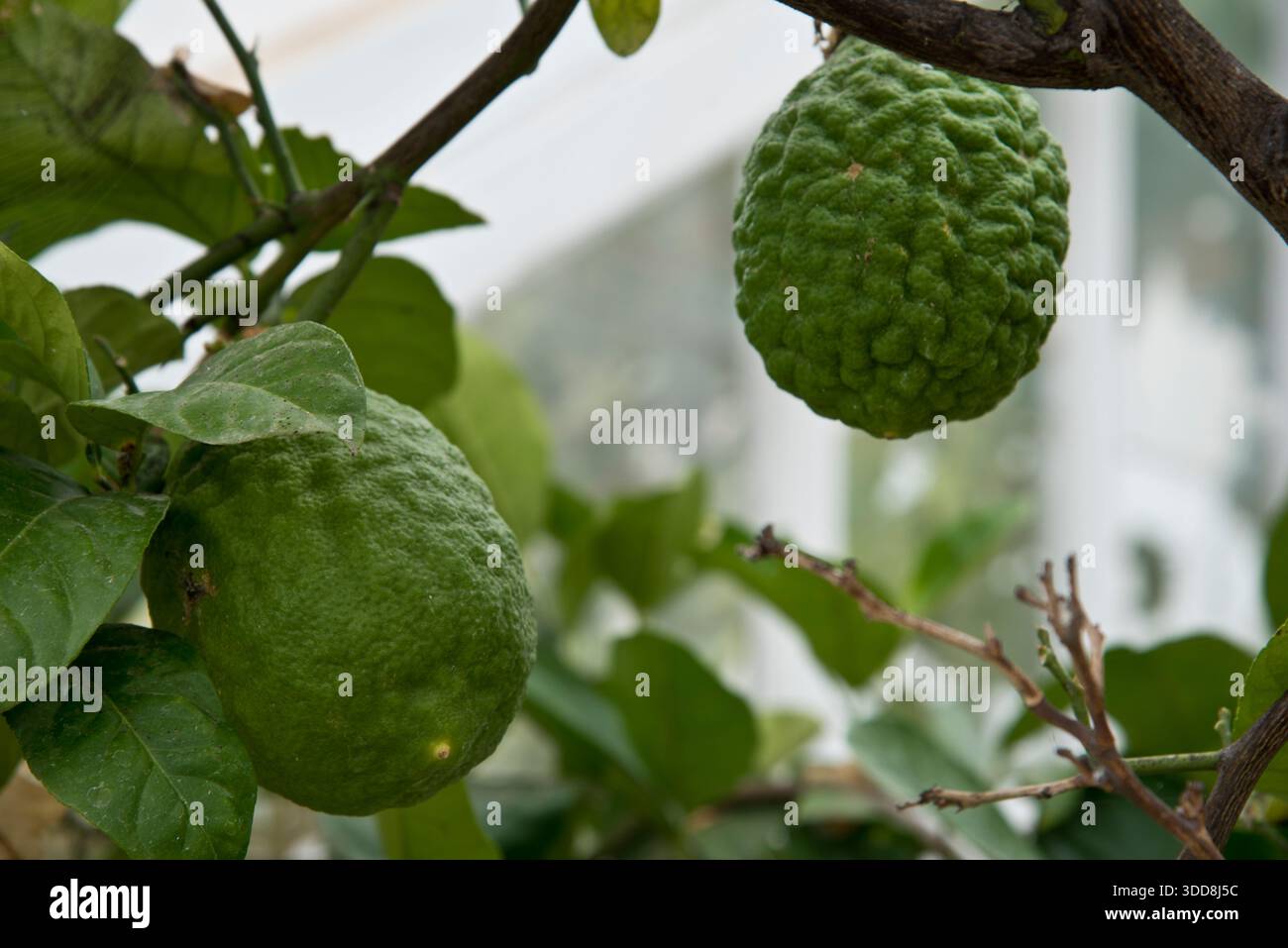 citrus medica Citron Stock Photo