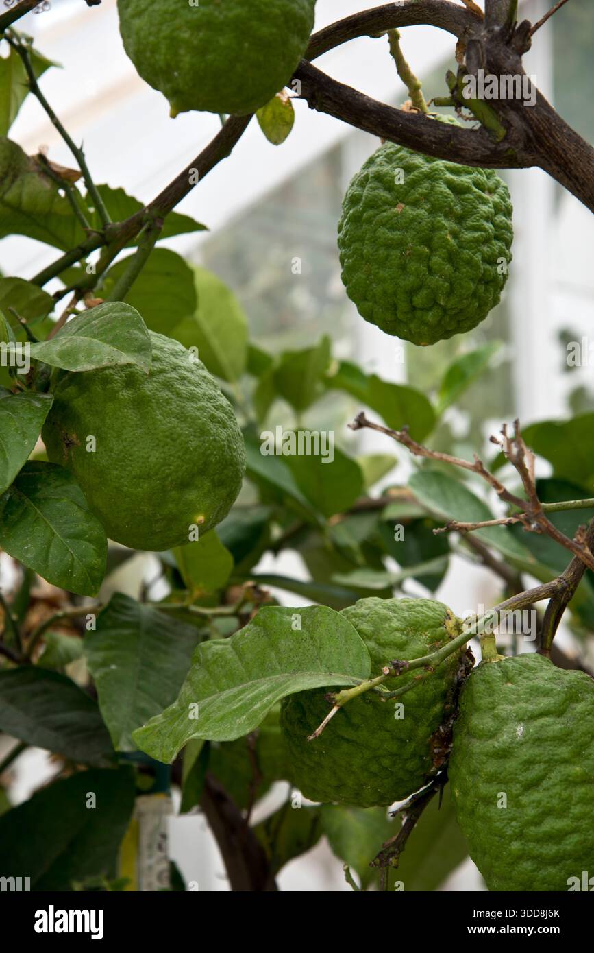 citrus medica Citron Stock Photo