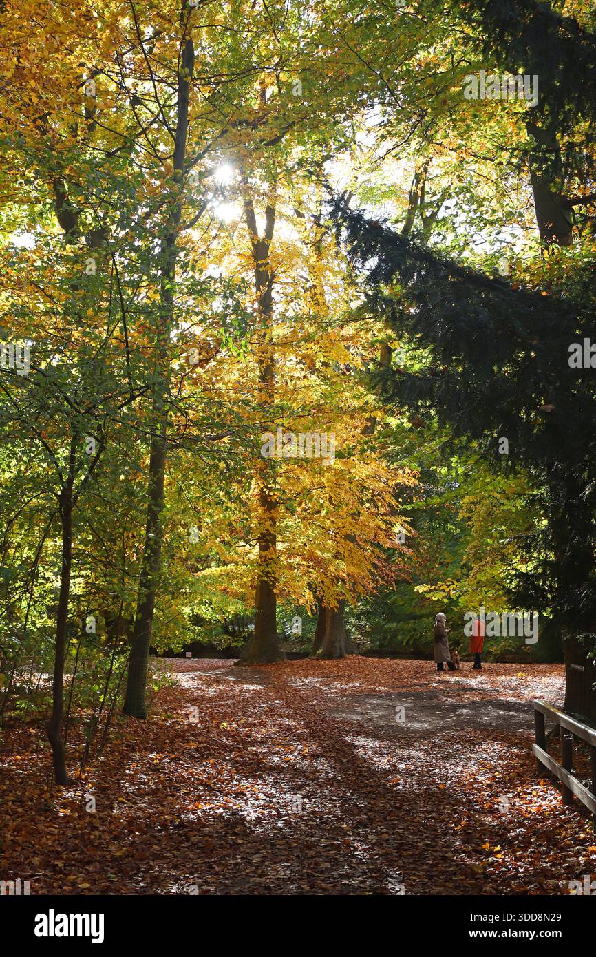 zwei Frauen mit Hund stehen unter einem herbstlich gefärbten Baum im Englischen Garten in München Stock Photo