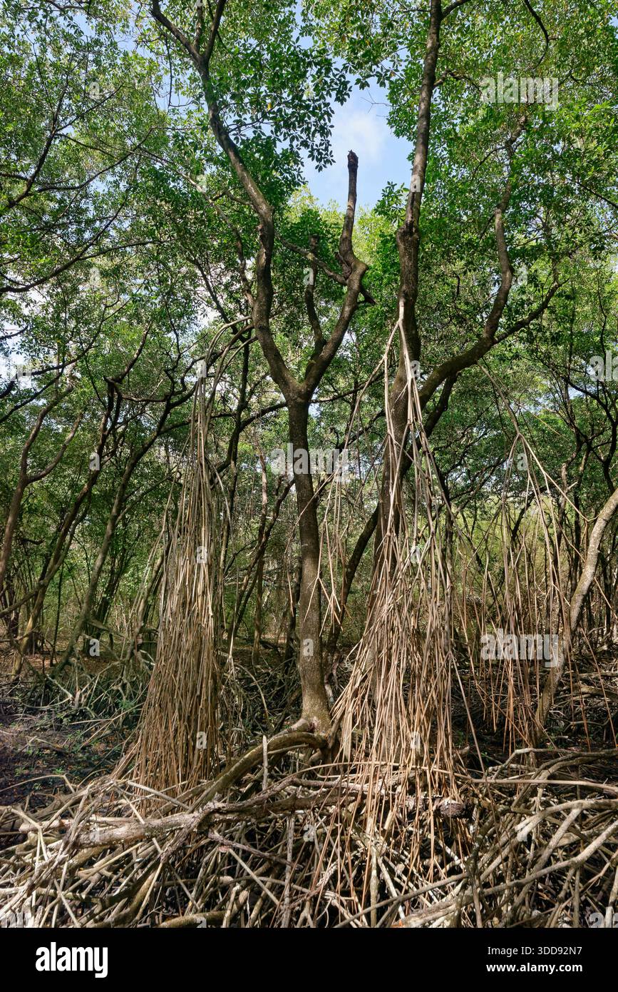 Mangler Tree Red mangrove trees (Rhizophora mangle) and aerial roots, Petit Trou ...