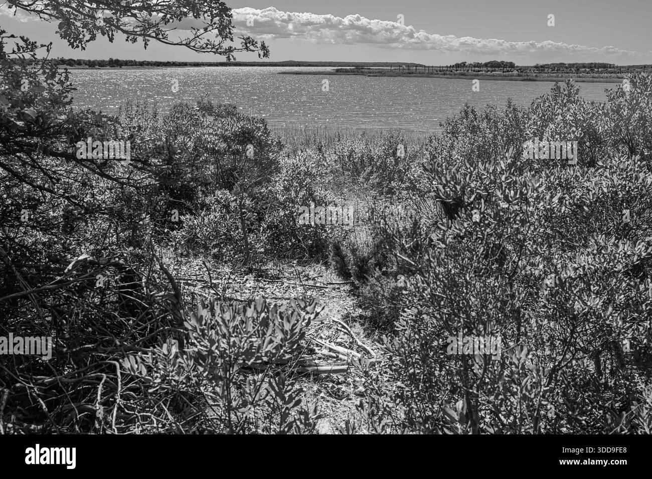 Black and white view of coastal wetlands with shrubs and calm water ...