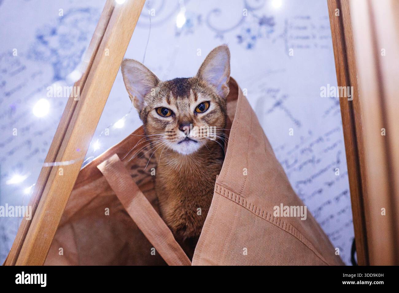 cat at home Stock Photo