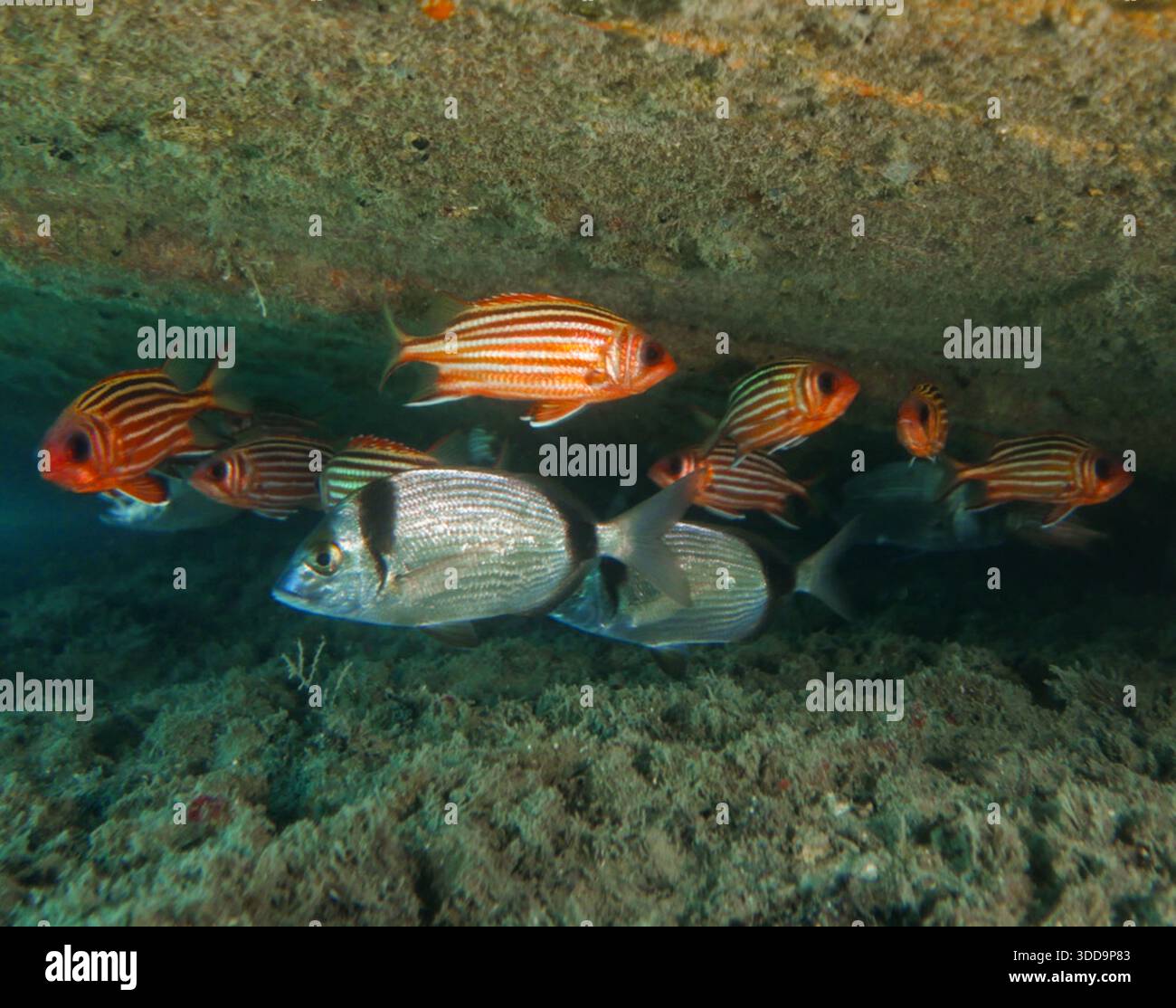 Sea breams and red coats under the hull of a shipwreck Stock Photo