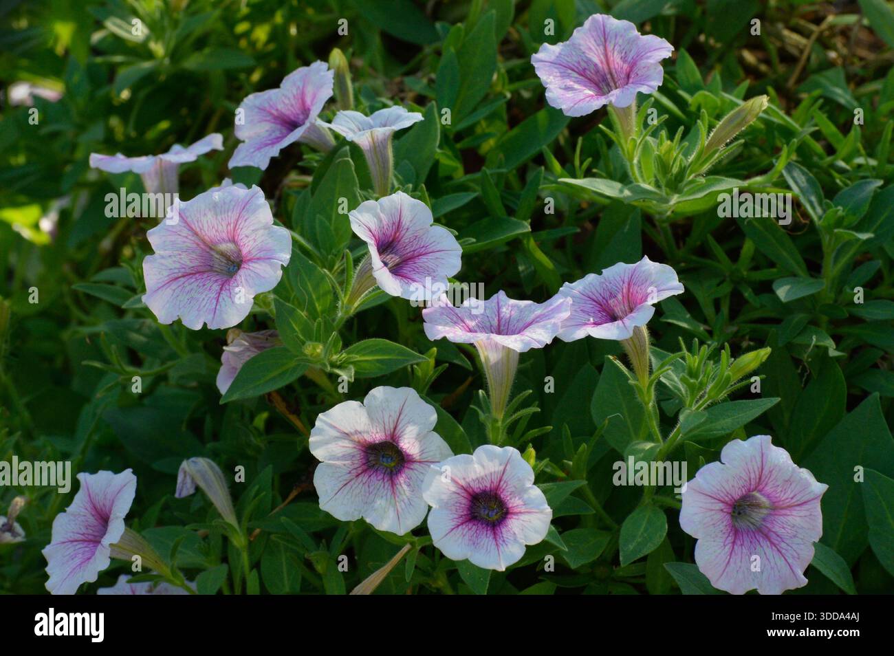 A close-up image of surfinia rose vein petunia flowers. Photographed in the western part of Singapore. Stock Photo