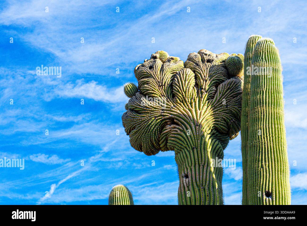 Cactus adaptation hi-res stock photography and images - Alamy