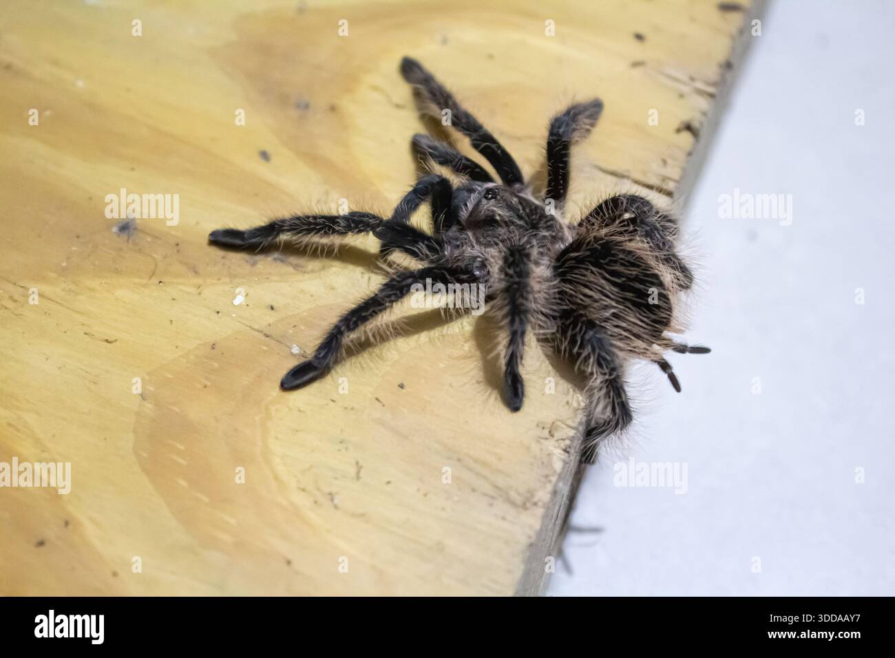 Curly Hair Tarantula climbing over the edge of a light wooden plank board Stock Photo