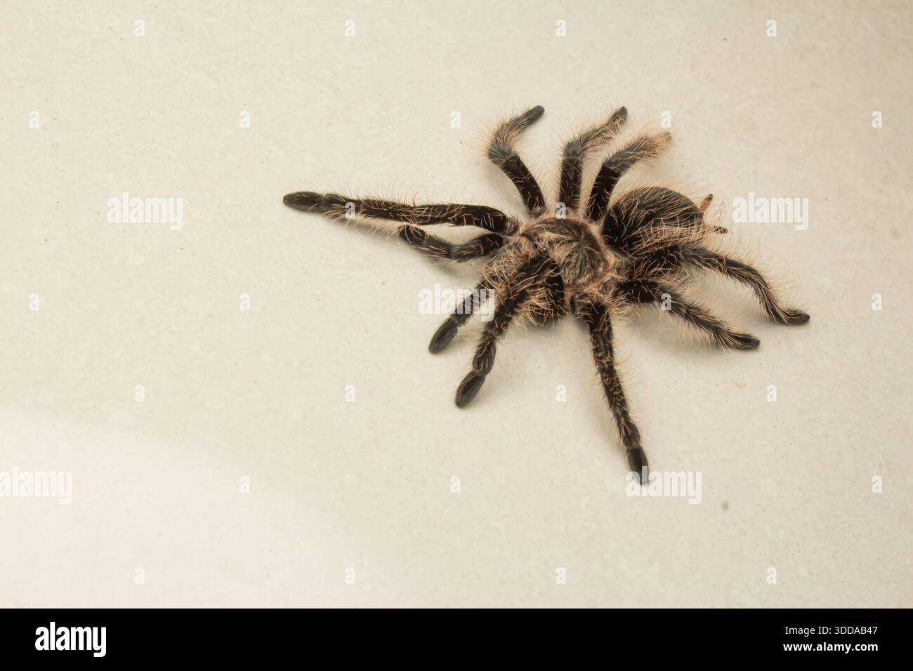 Top down view of a fluffy Curly Hair Tarantula isolated on a plain cream background Stock Photo