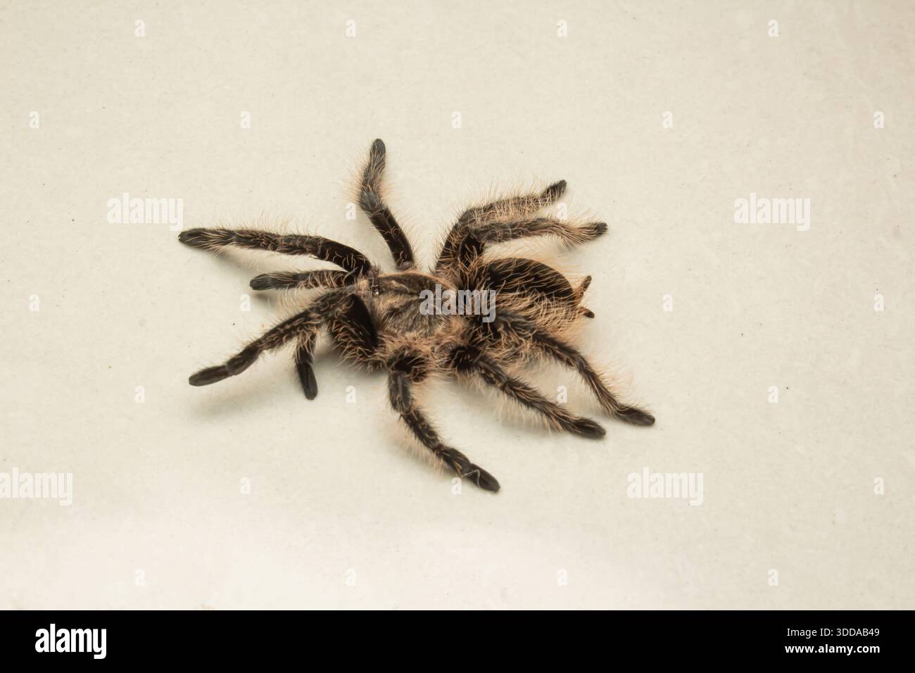 Top down view of a fluffy Curly Hair Tarantula isolated on a plain cream background Stock Photo
