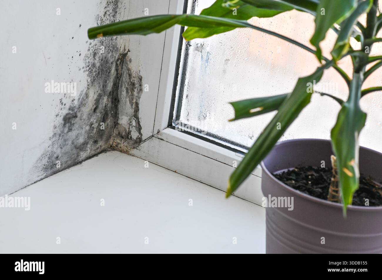 Black mold on window frame with dracaena plant on sill. Fungus ...