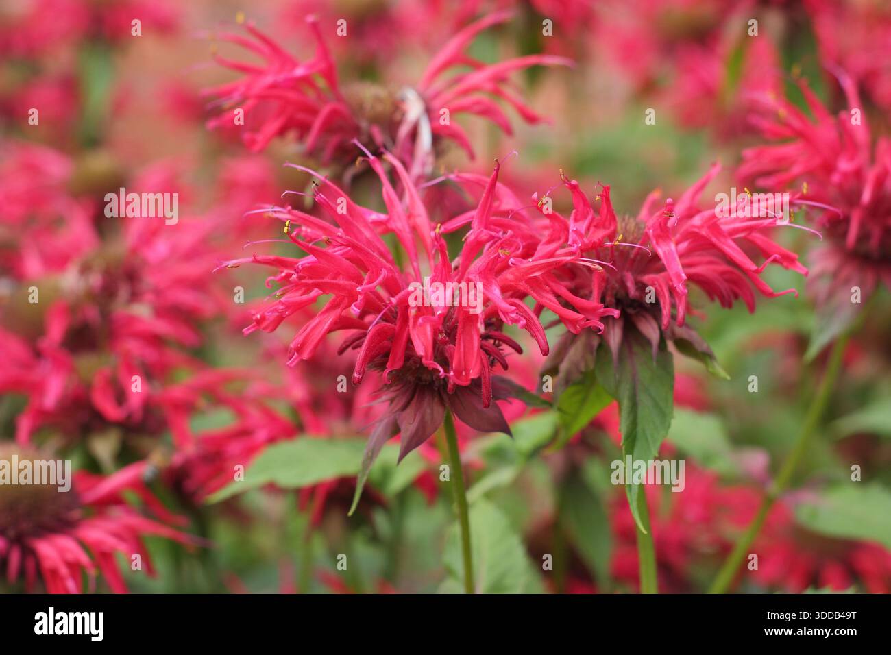 Cool Bergamot Bee Balm Photos