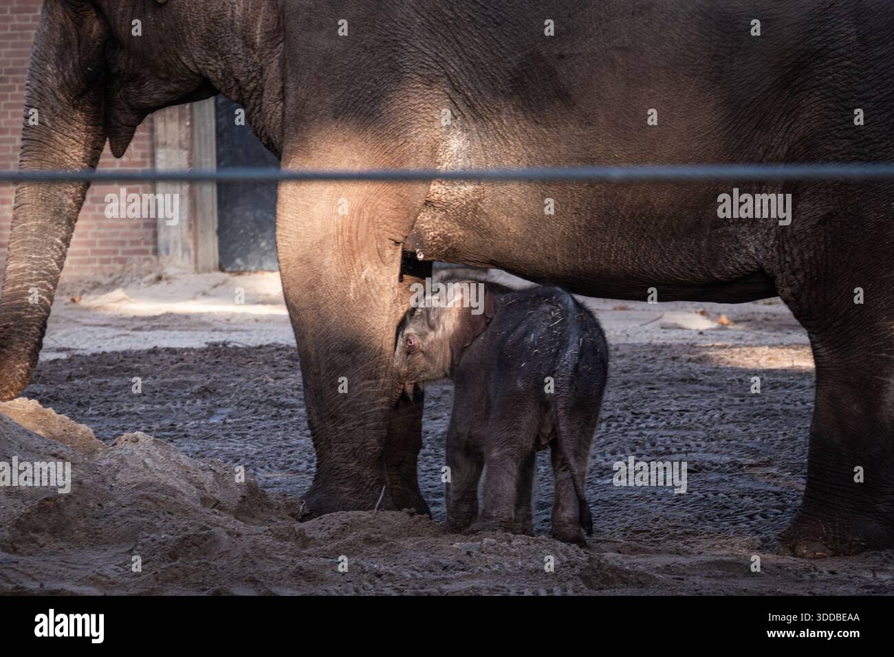 AMSTERDAM The Newborn Elephant Calf Mook Uhm At Artis Zoo Is Going amsterdam-the-newborn-elephant-calf-mook-uhm-at-artis-zoo-is-going