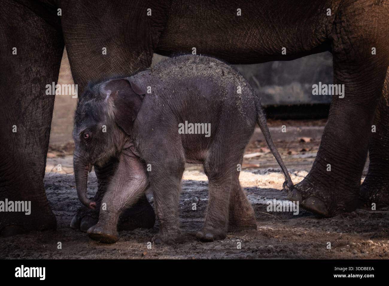 AMSTERDAM The Newborn Elephant Calf Mook Uhm At Artis Zoo Is Going amsterdam-the-newborn-elephant-calf-mook-uhm-at-artis-zoo-is-going