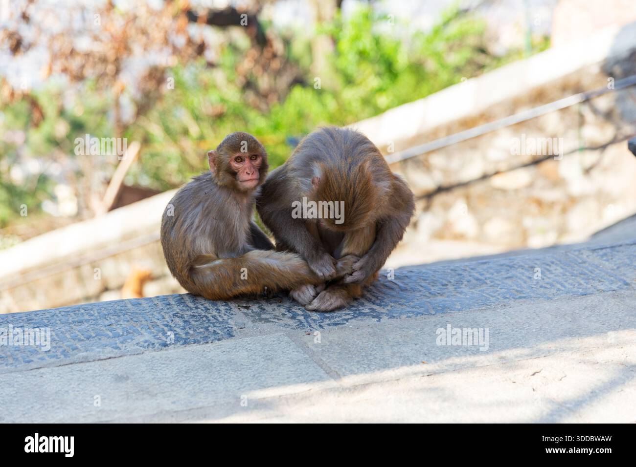 Young rhesus macaque sitting close to an adult macaque on a stone ...