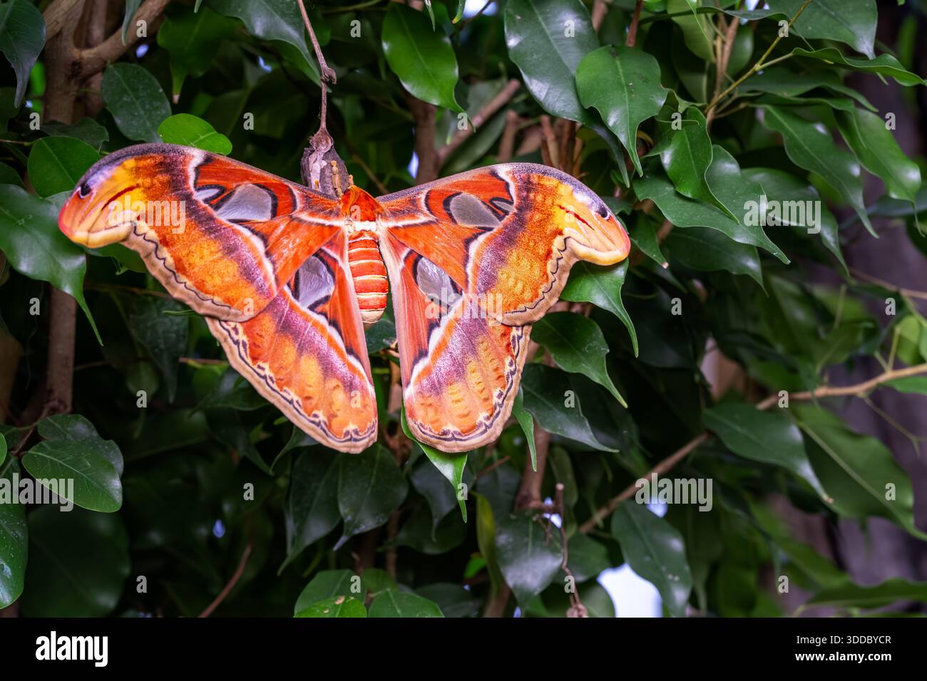 Attacus atlas or Atlas moth, a very large moth native to the tropical ...