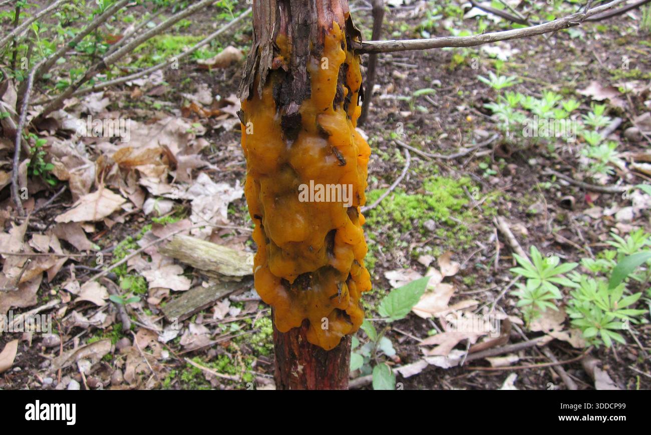 Orange Slime Mold Stock Photo