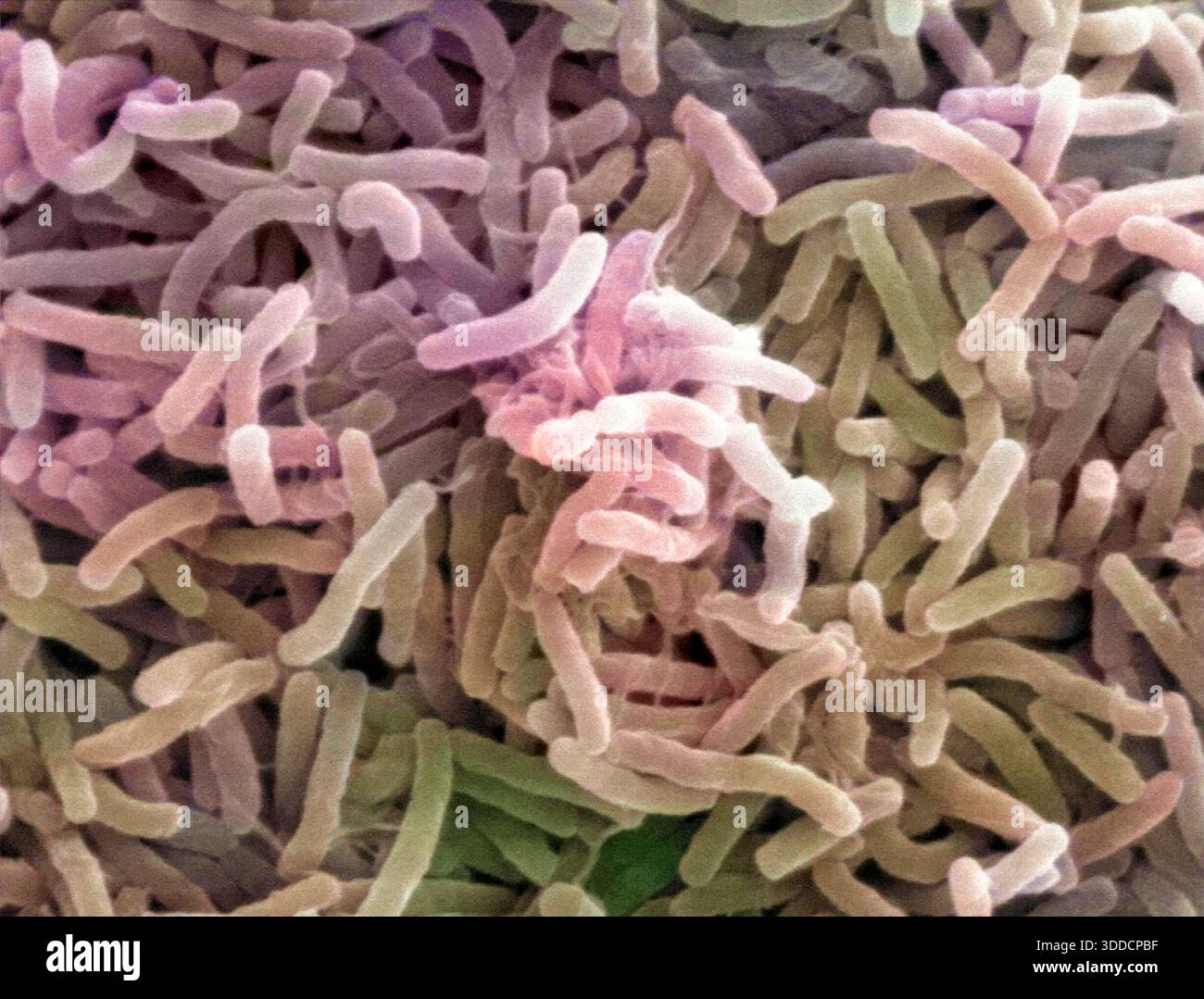 Anaerobic bacterias hi-res stock photography and images - Alamy