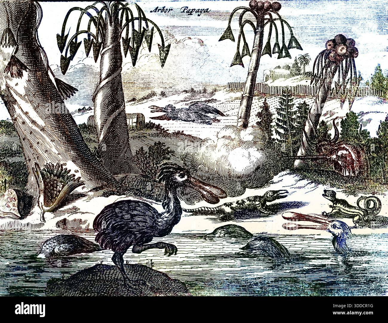 Dodos hi-res stock photography and images - Alamy