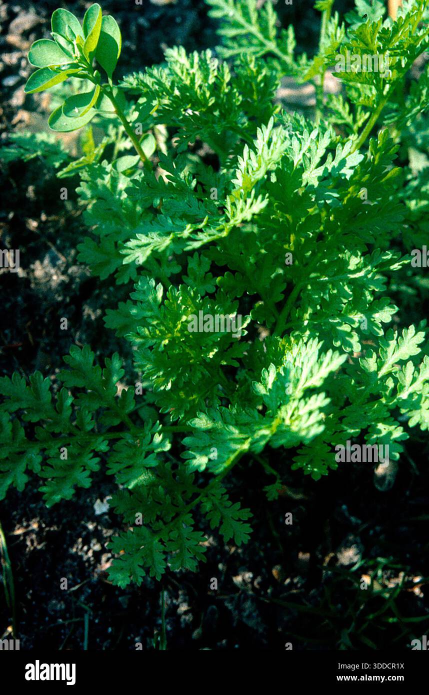 Sitemapcdatahttpsmodeinf Inetcomartemisia Annua Biocoop
