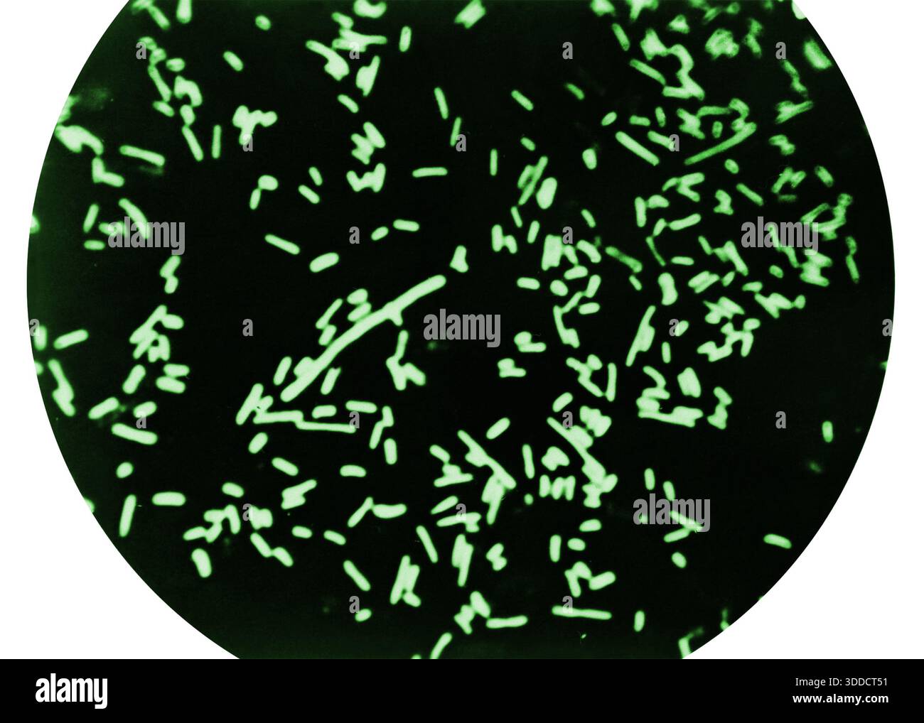 Shigella dysenteriae, Light Micrograph Stock Photo