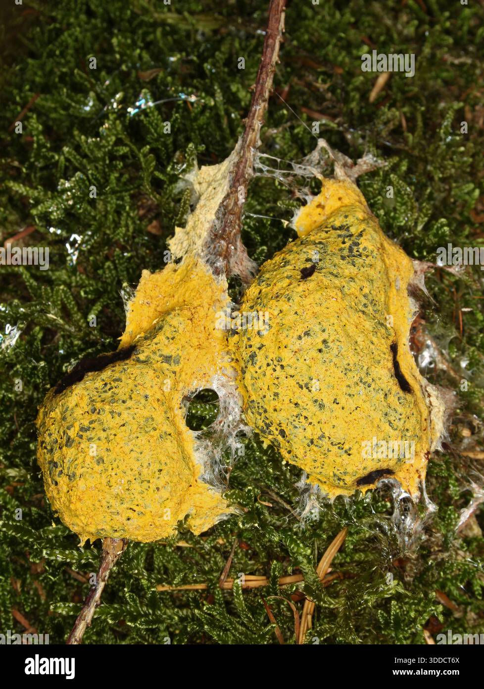 Dog Vomit Slime Mold, Fuligo septica Stock Photo