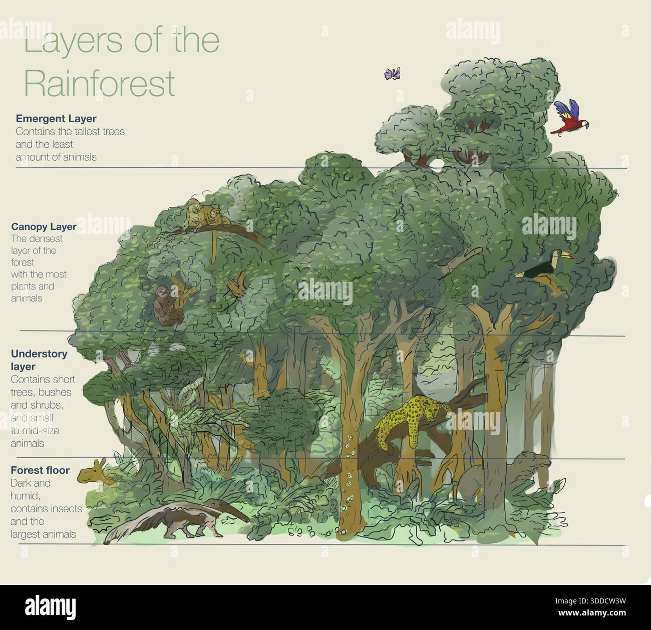 Layers of the South American Rainforest Stock Photo - Alamy