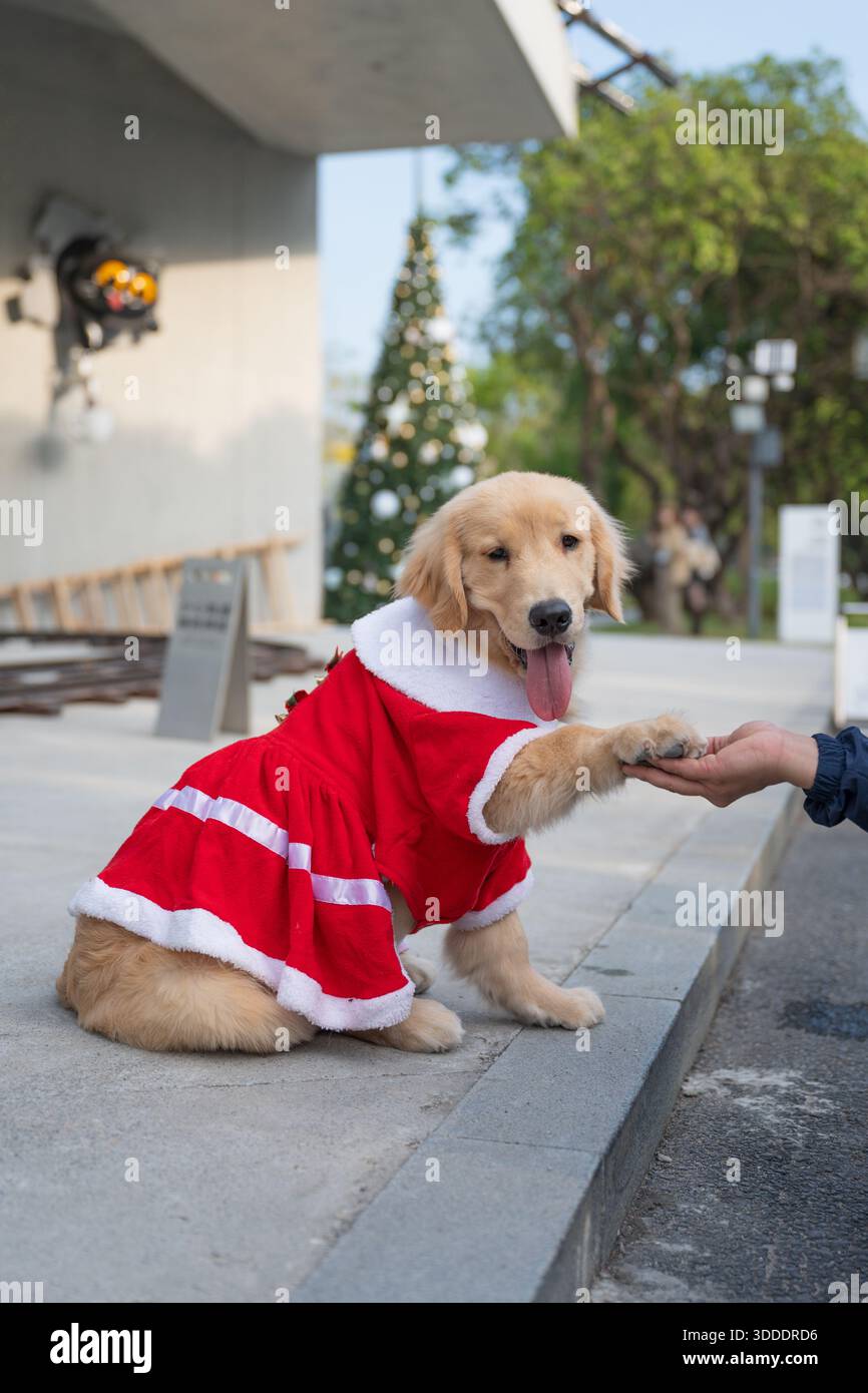 Golden retriever dog dressed in hi-res stock photography and images - Alamy