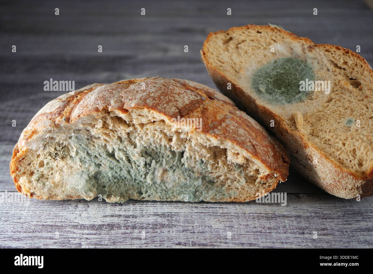 Old bread shows mold growth hi-res stock photography and images - Alamy