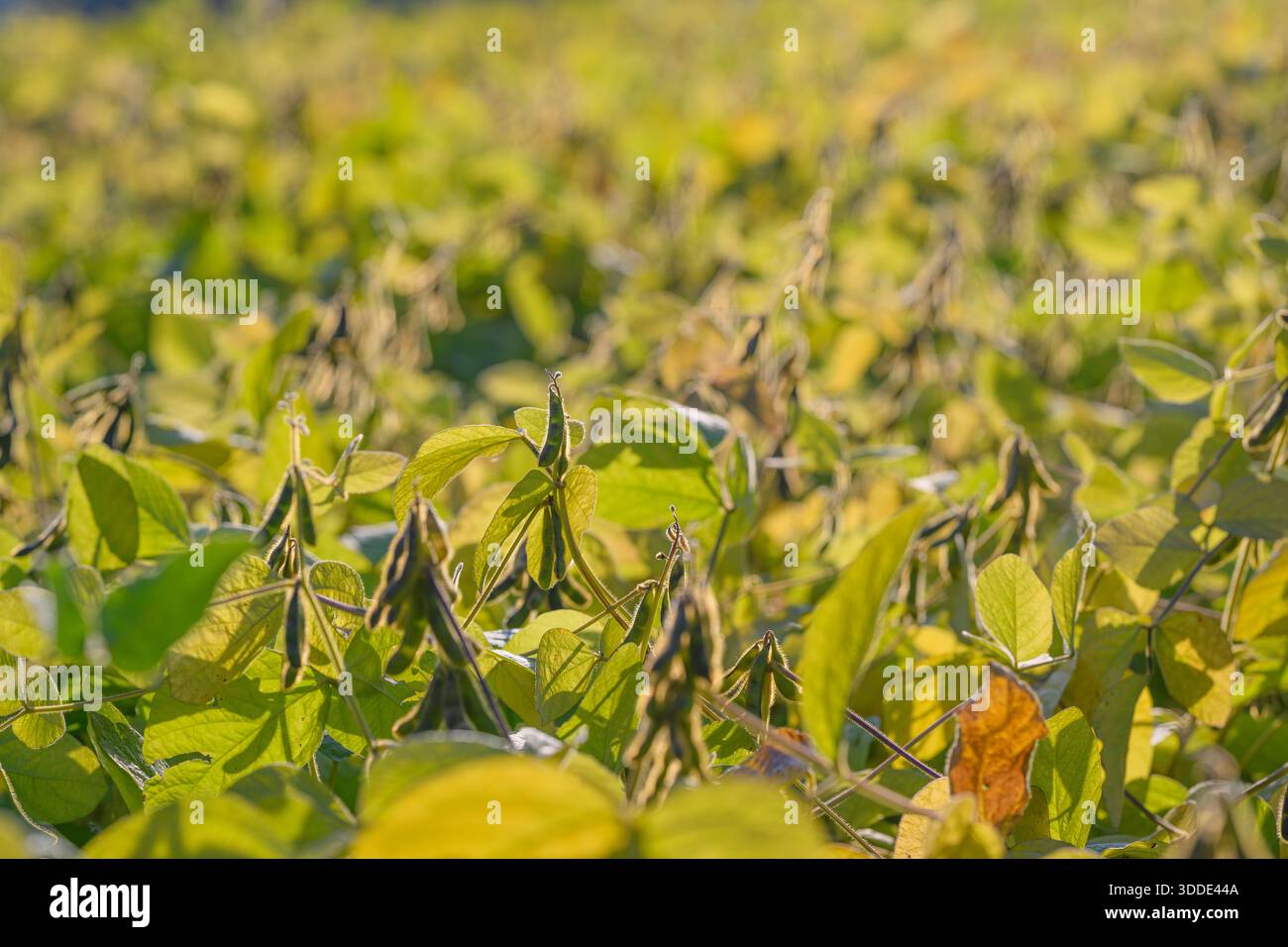 Rows vibrant soybean plants hi-res stock photography and images - Alamy