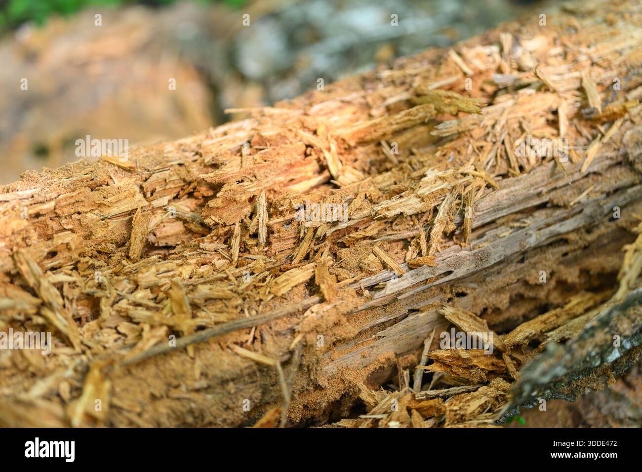 Log Insect Infestation Pest activity evidence hi-res stock photography and images - Alamy