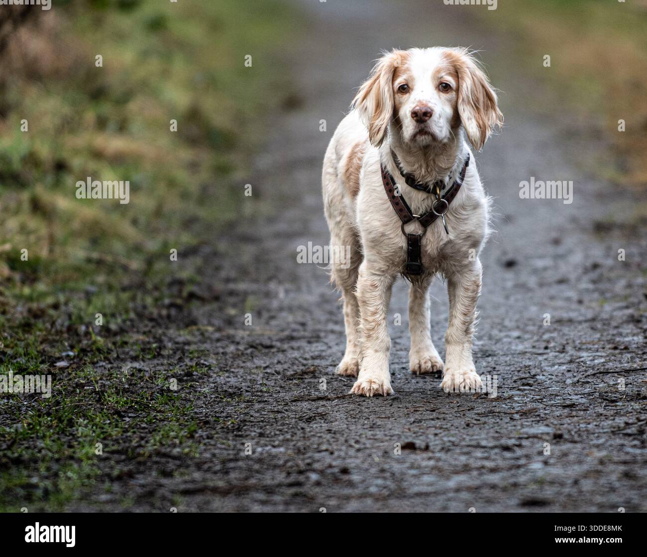 Working Cocker Spaniel and Australian Labradoodle Stock Photo