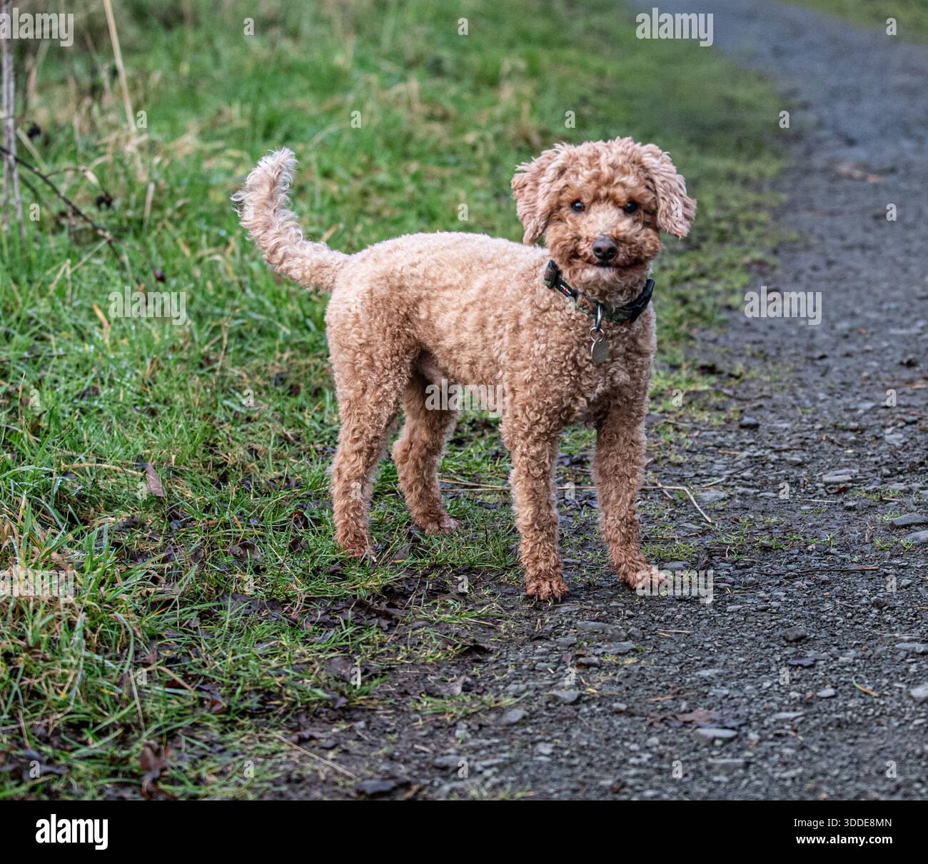 Working Cocker Spaniel and Australian Labradoodle Stock Photo