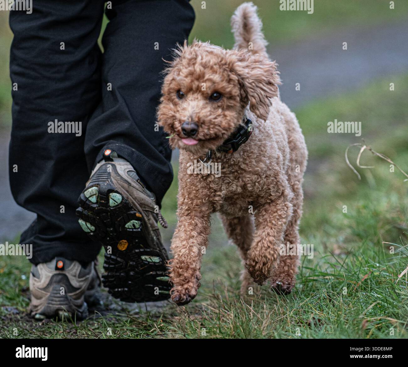 Working Cocker Spaniel and Australian Labradoodle Stock Photo