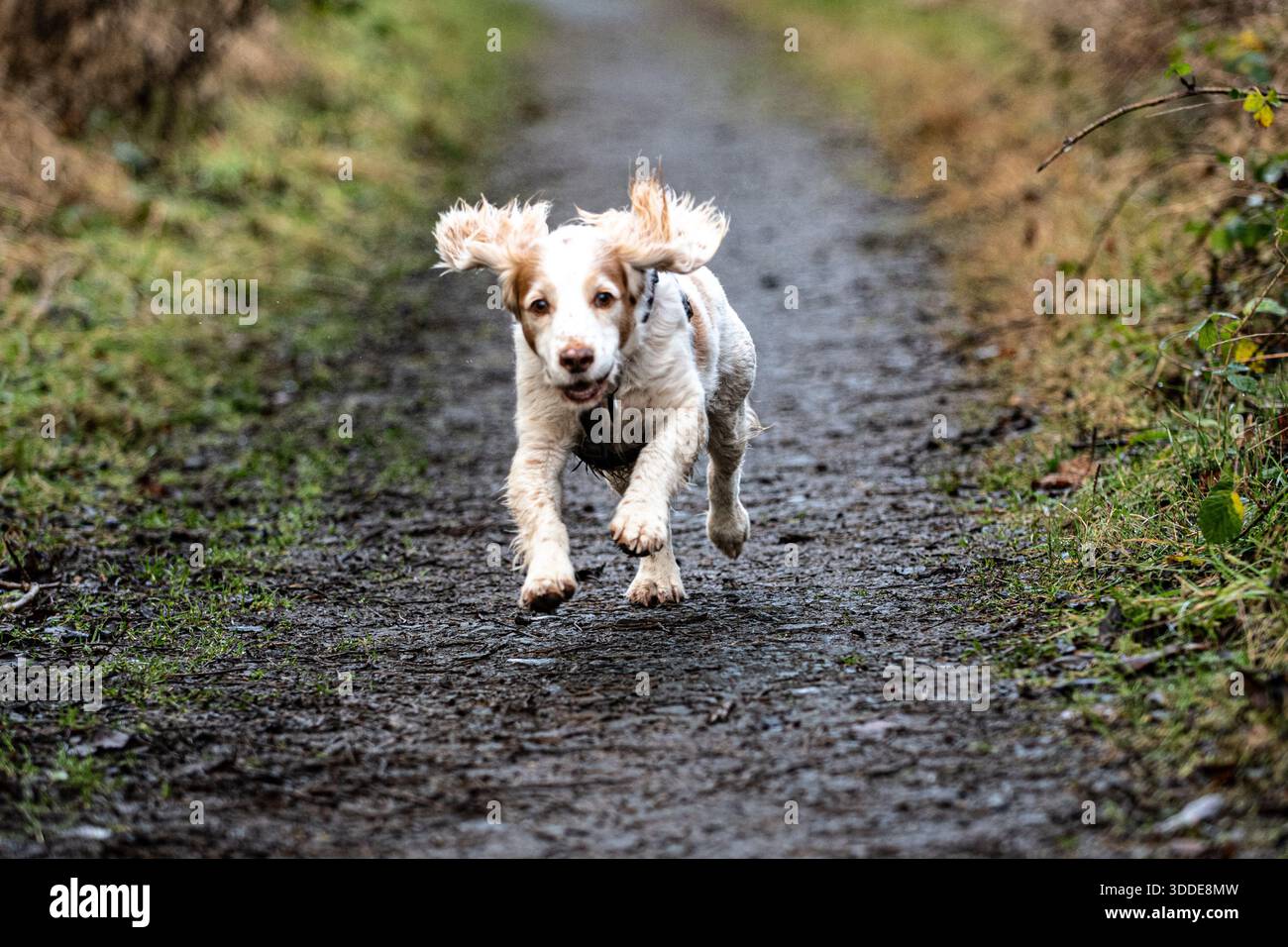 Working Cocker Spaniel and Australian Labradoodle Stock Photo