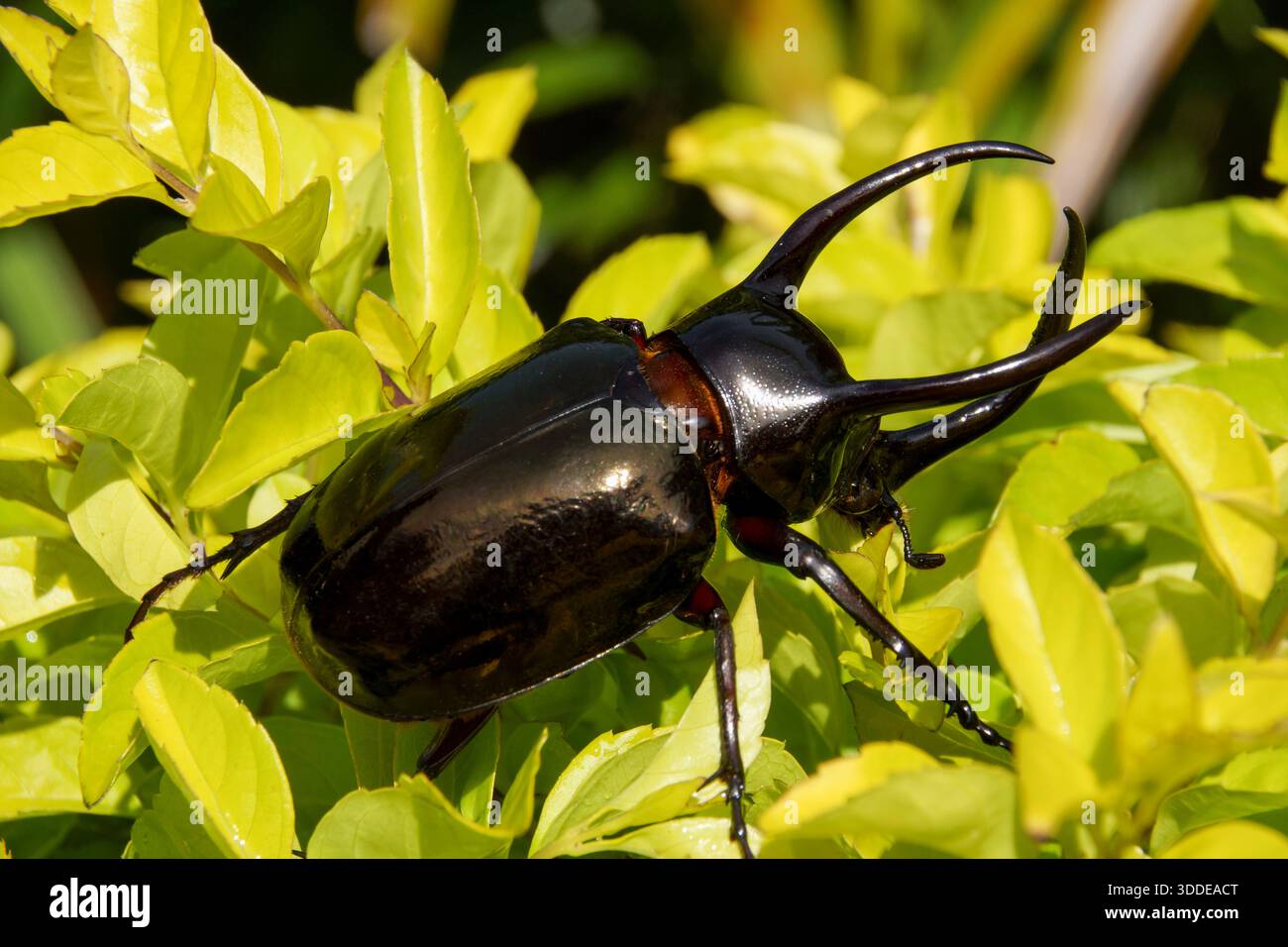 Atlas beetle (Chalcosoma atlas) on green foliage, Sulawesi