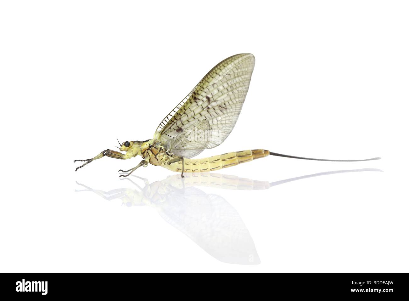 Macro shot of a Mayfly (Ephemeroptera) isolated on white background Stock Photo