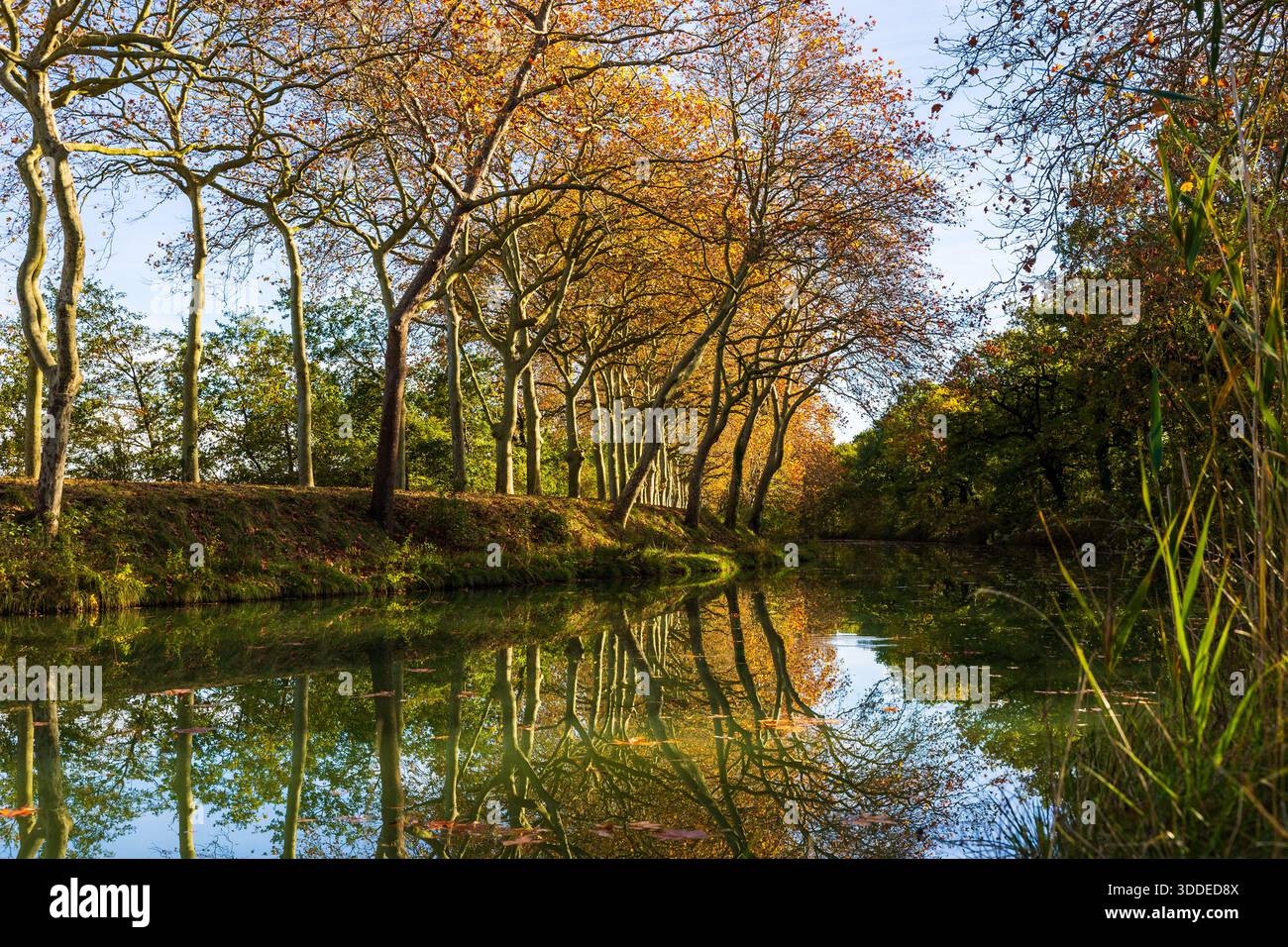 Canal du Midi at Gardouch lined with plane trees in autumn colors Stock Photo