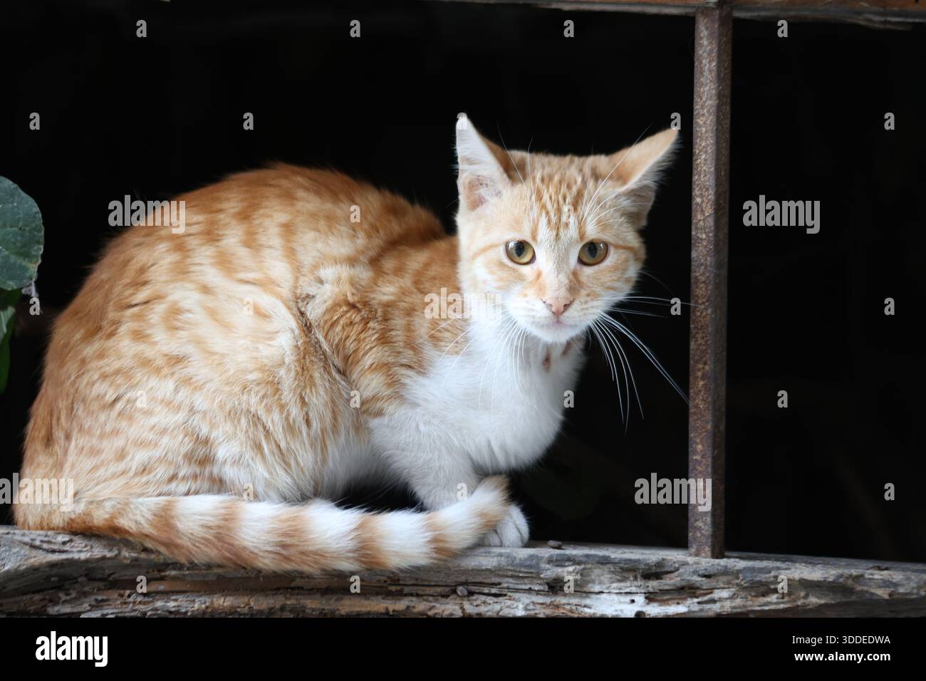 a ginger (orange) cat posing against dark background Stock Photo