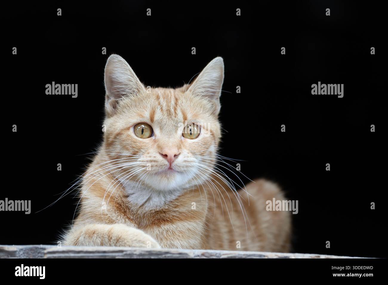 a ginger (orange) cat posing against dark background Stock Photo
